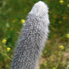 Silver Torch Cactus &