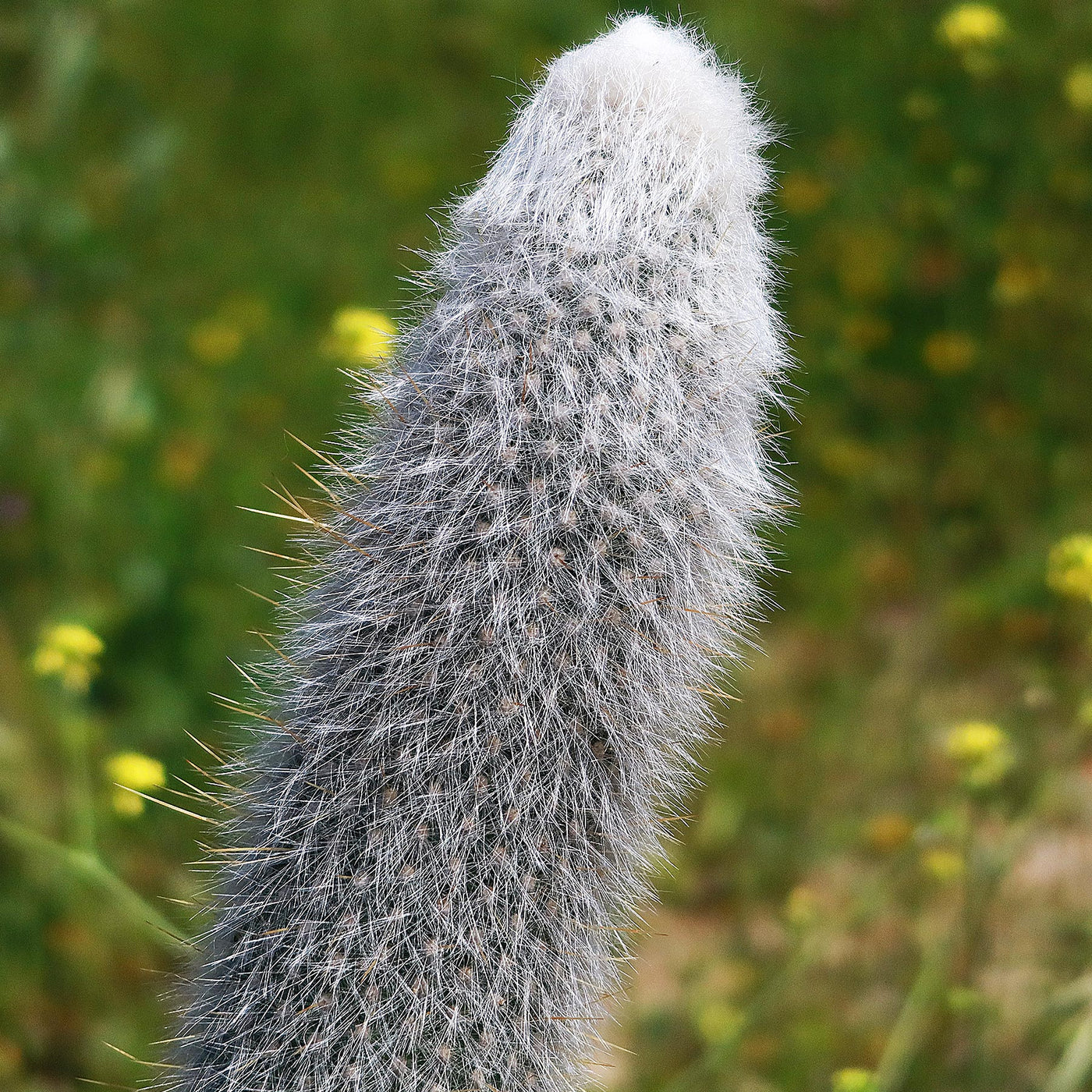 Silver Torch Cactus 'Cleistocactus strausii' -6