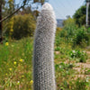 Silver Torch Cactus &