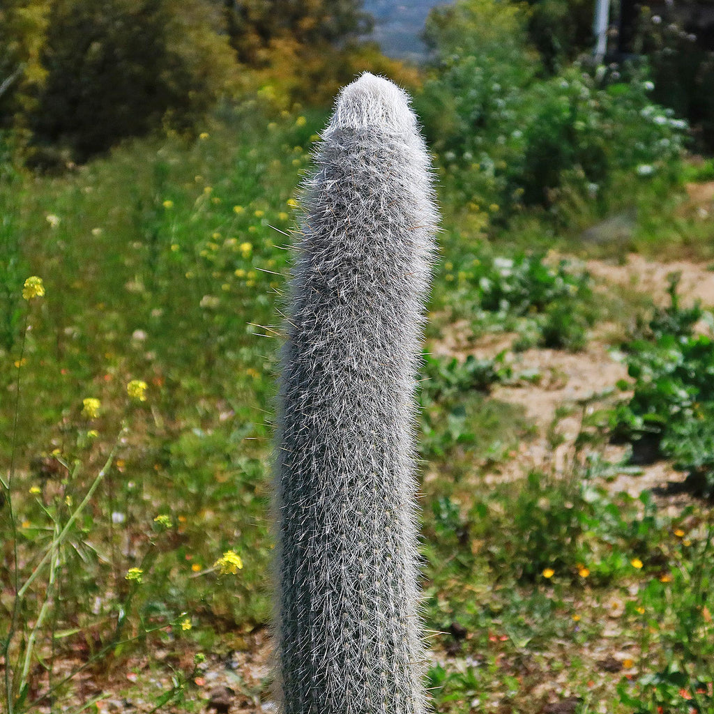 Silver Torch Cactus &