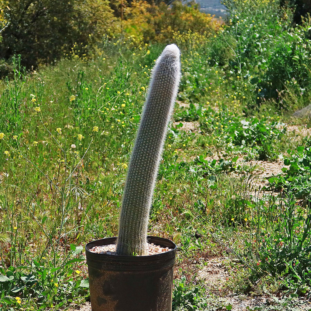 Silver Torch Cactus &