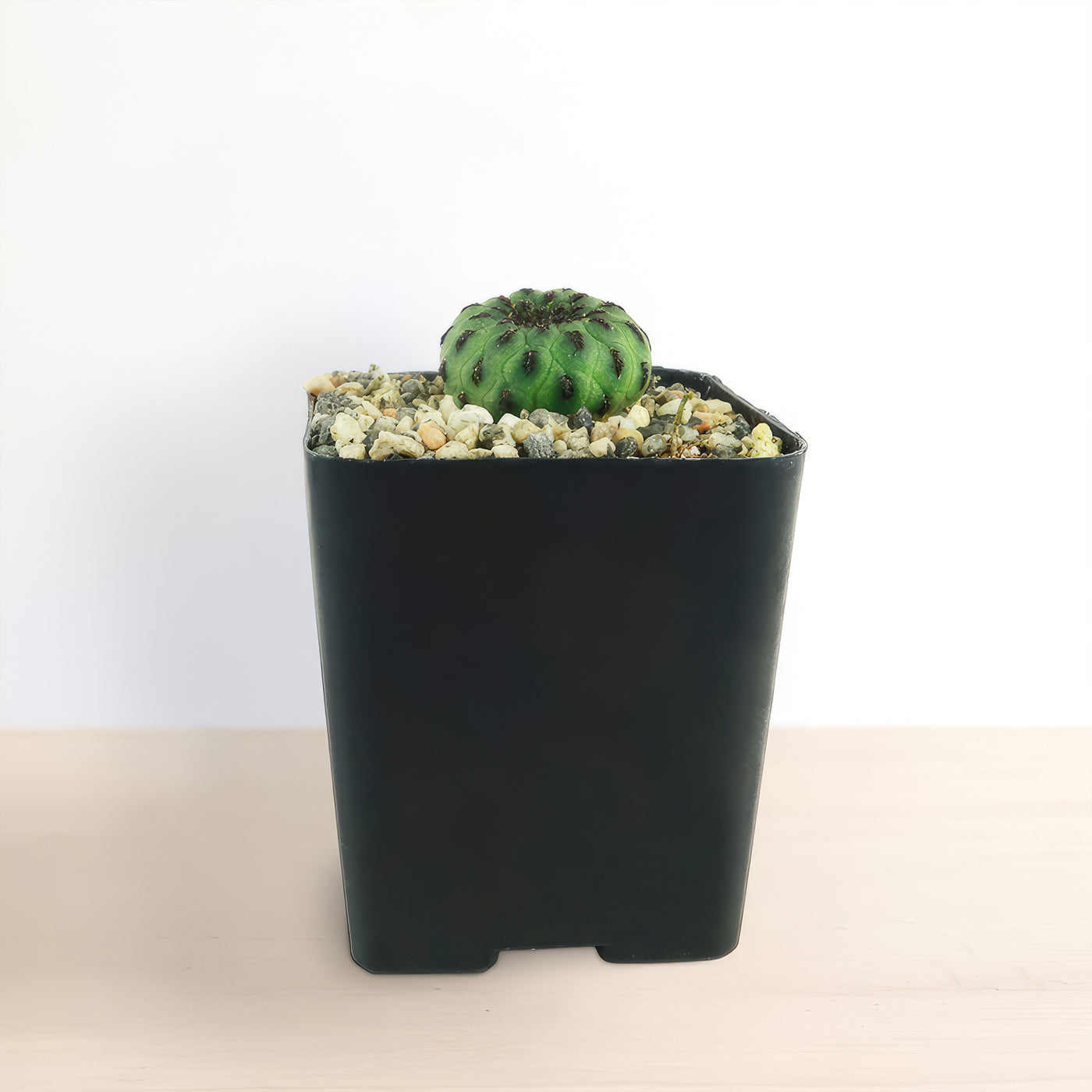 Shop 'Sulcorebutia rauschii f. viridermis' Care & Info