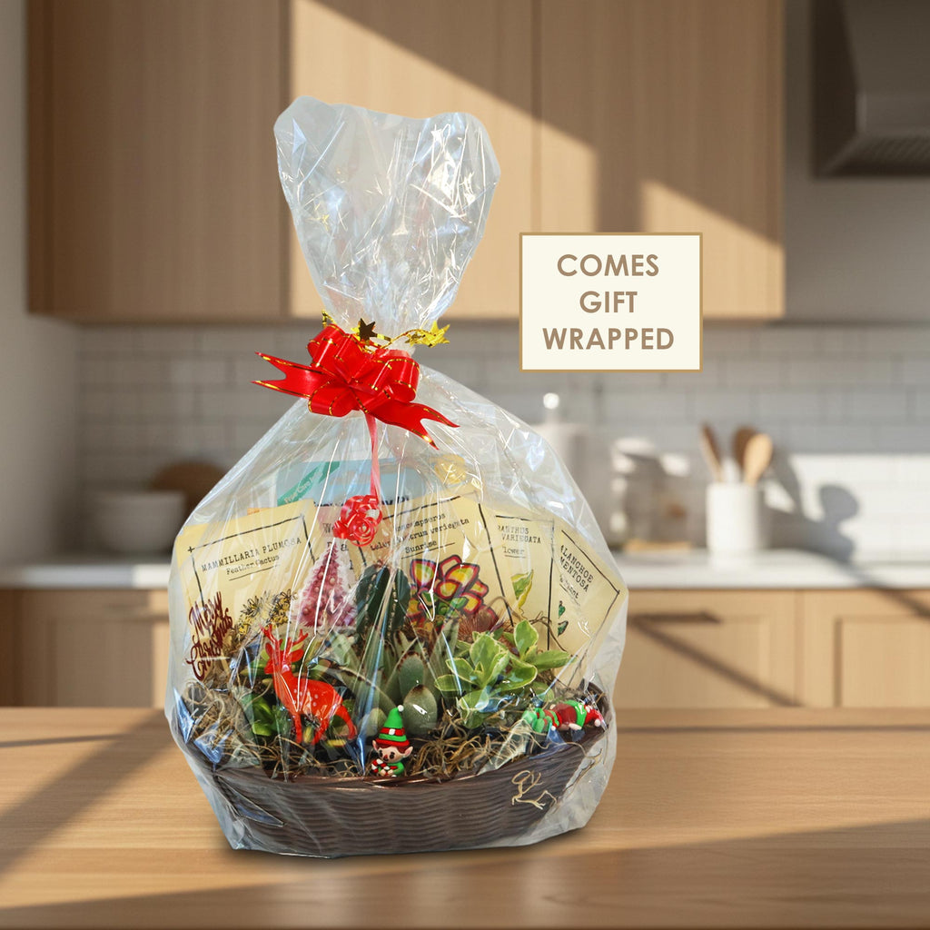 1 Cactus and 1 Succulent Growing Kit – A Creative Gift Basket