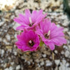 Gymnocalycium tucavocense damsii