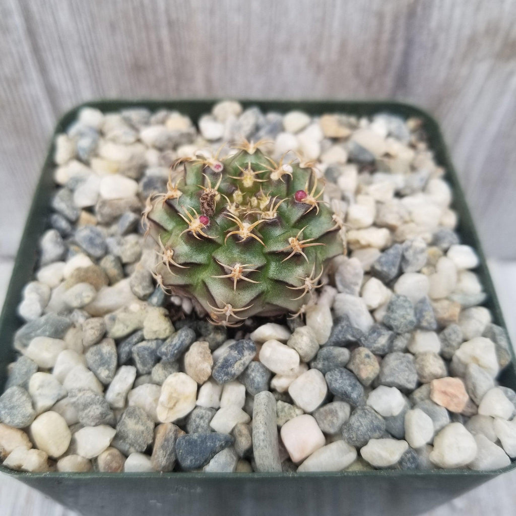 Gymnocalycium tucavocense damsii
