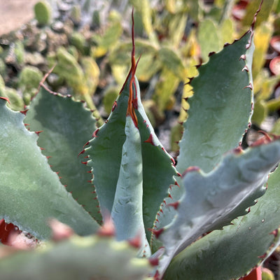 Agave colorata mescal ceniza