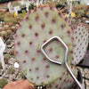Opuntia Santa Rita pad cutting