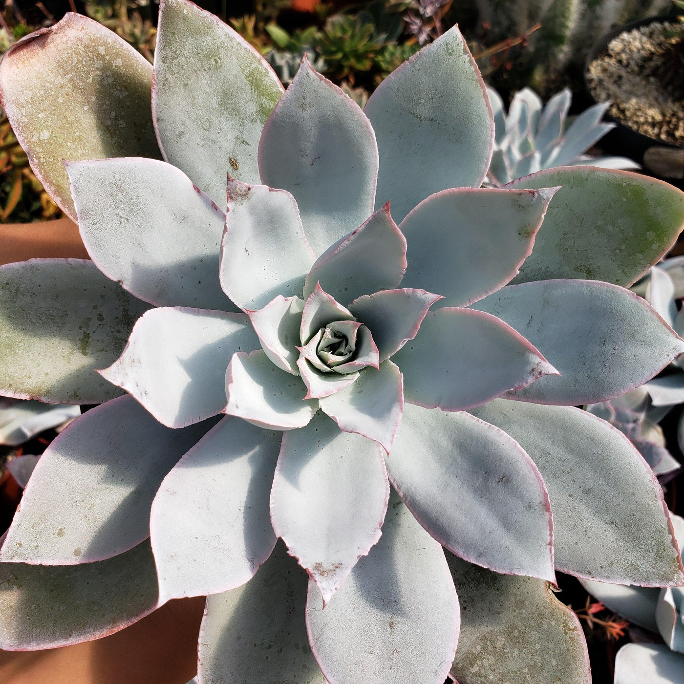 white cloud succulent Echeveria cante