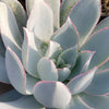 Echeveria cante