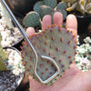 Opuntia Santa Rita pad cutting