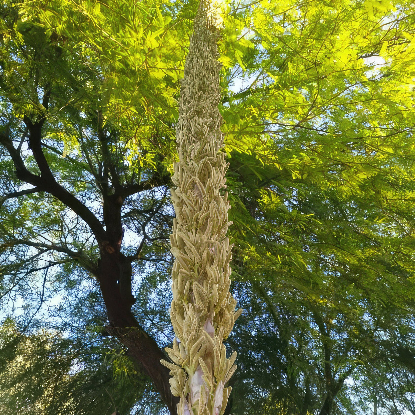 Desert Spoon Plant ‘Dasylirion wheeleri’