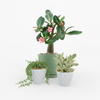 Desert Rose &