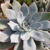 Echeveria cante