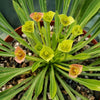 Euphorbia bupleurifolia