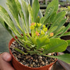 Euphorbia bupleurifolia