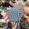 Opuntia Santa Rita pad cutting
