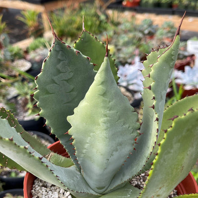 Agave colorata mescal ceniza