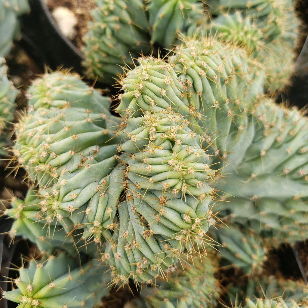Myrtillocactus geometrizans Crested &
