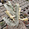 White Ghost Cactus - Euphorbia Lactea variegata