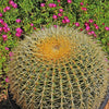 Golden Barrel Cactus - Echinocactus grusonii -28