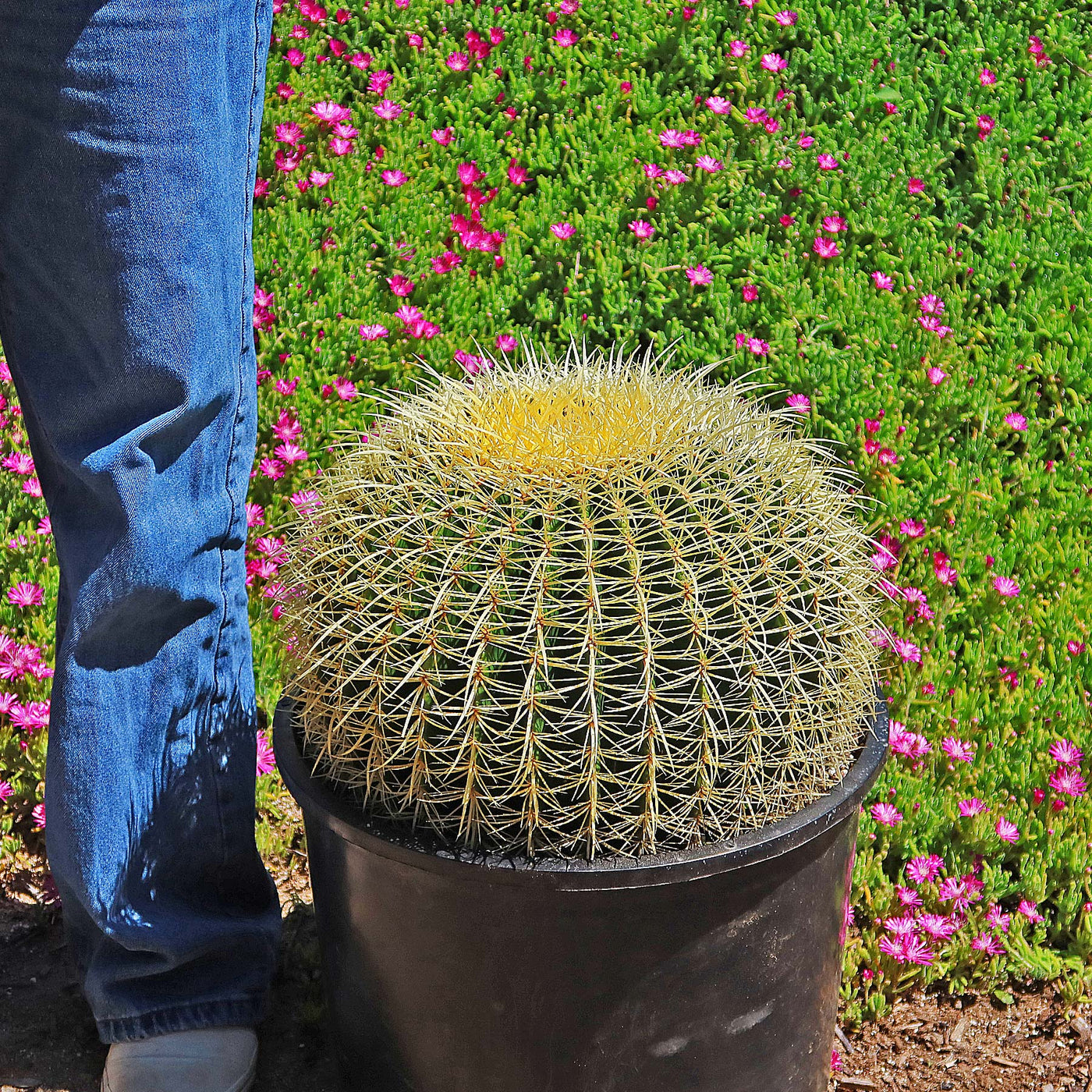 Golden Barrel Cactus - Echinocactus grusonii - 6