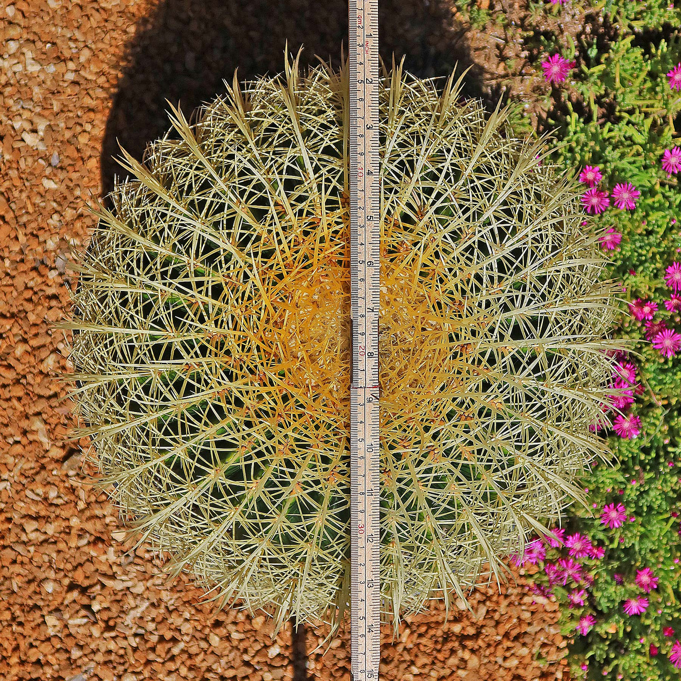 Echinocactus Grusonii 'Golden Barrel Cactus' Live Plant - Currently In An 8" Pot