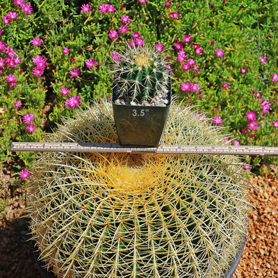 Golden Barrel Cactus - Echinocactus grusonii -2