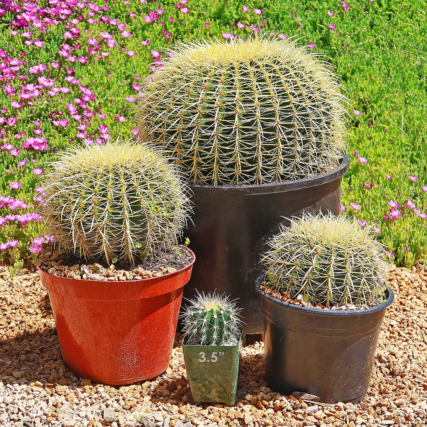 Golden Barrel Cactus - Echinocactus grusonii - 5