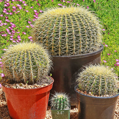 Golden Barrel Cactus - Echinocactus grusonii -1