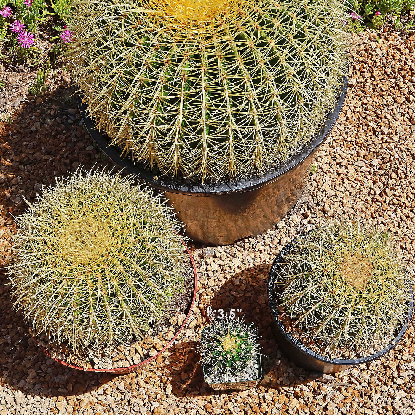 Golden Barrel Cactus - Echinocactus grusonii -4