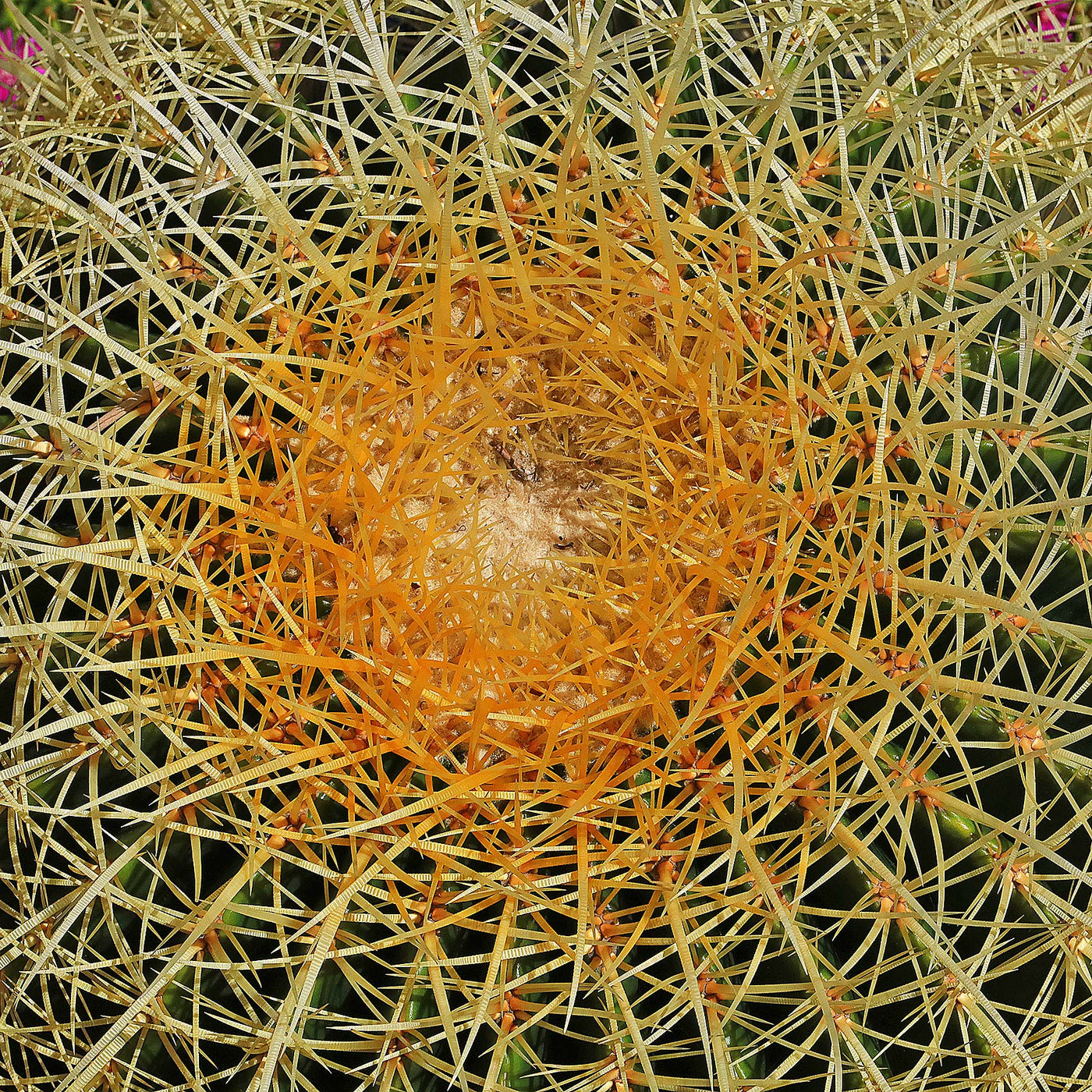 Golden Barrel Cactus - Echinocactus grusonii -14