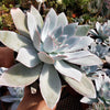 Echeveria cante