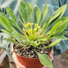 Euphorbia bupleurifolia