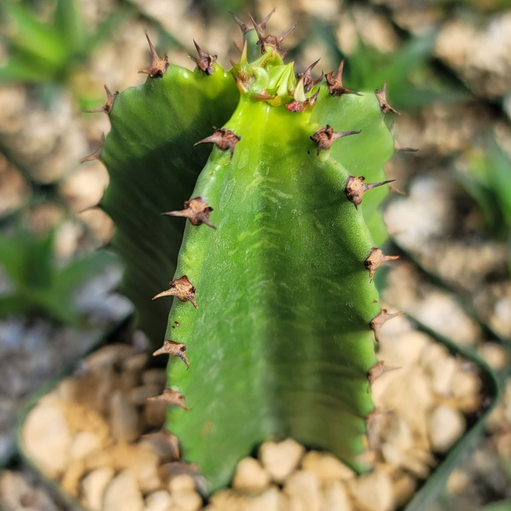 Chocolate Drop Cactus - Euphorbia ingens &