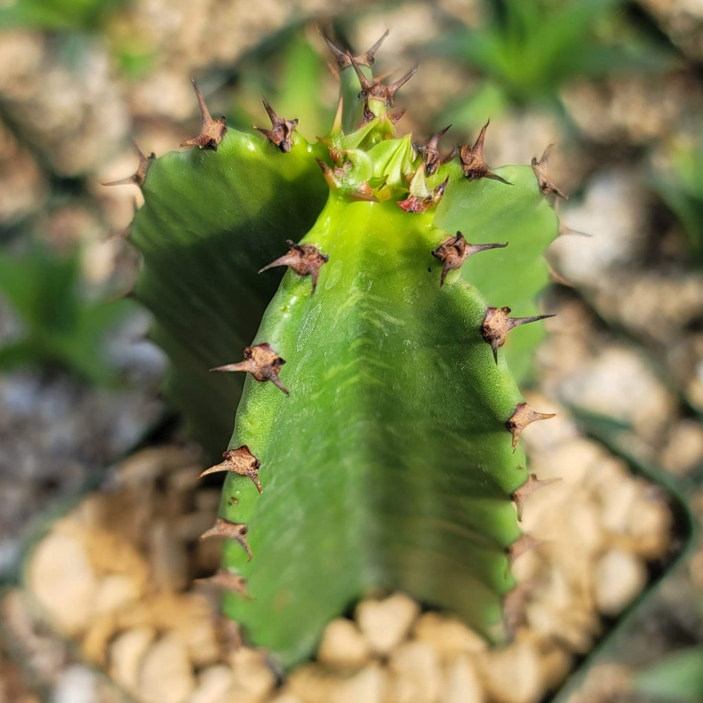 Chocolate Drop Cactus - Euphorbia ingens &