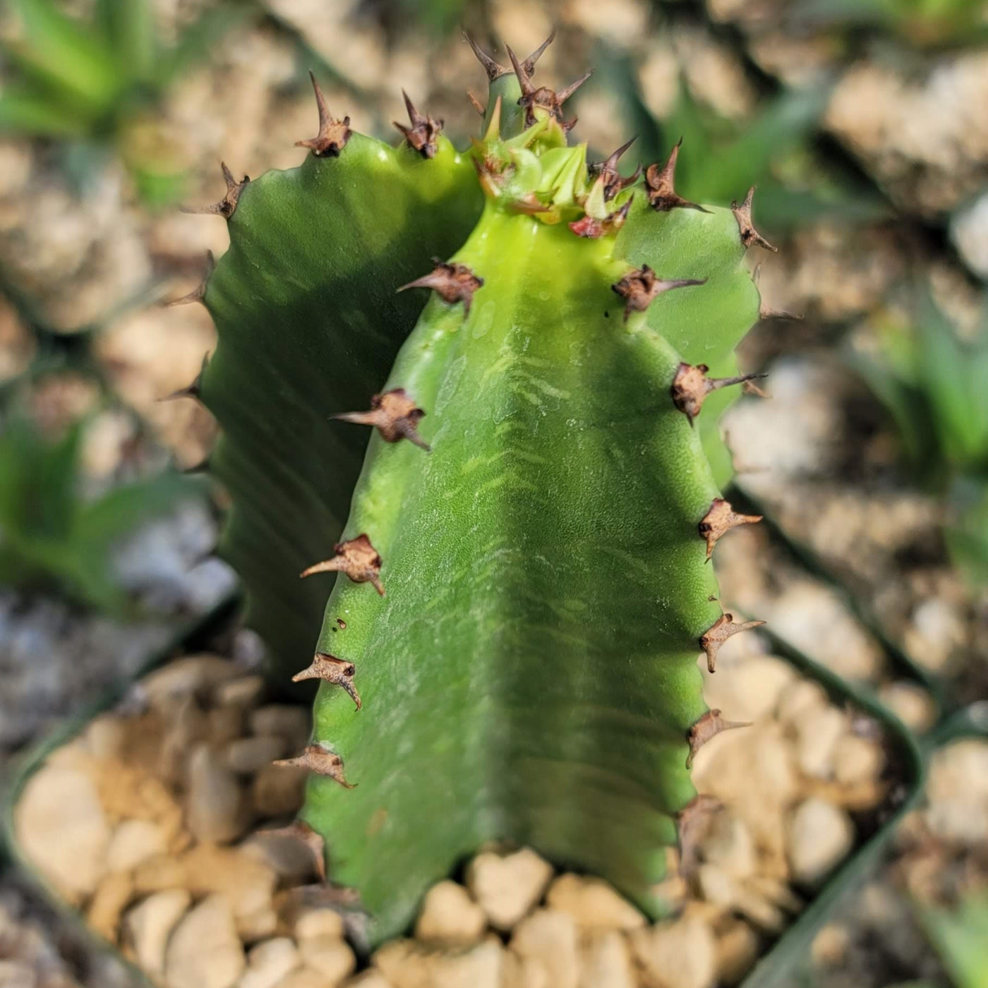 Chocolate Drop Cactus - Euphorbia ingens 'Chocolate Drop'