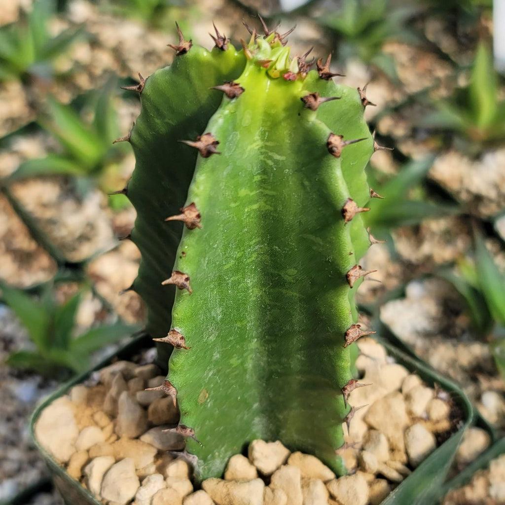 Chocolate Drop Cactus - Euphorbia ingens &
