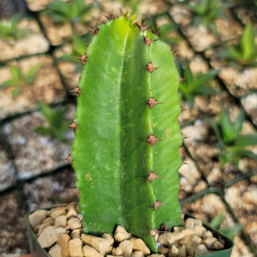Chocolate Drop Cactus - Euphorbia ingens &