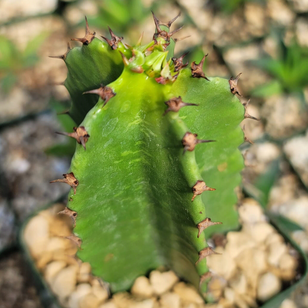 Chocolate Drop Cactus - Euphorbia ingens &