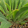 Euphorbia bupleurifolia
