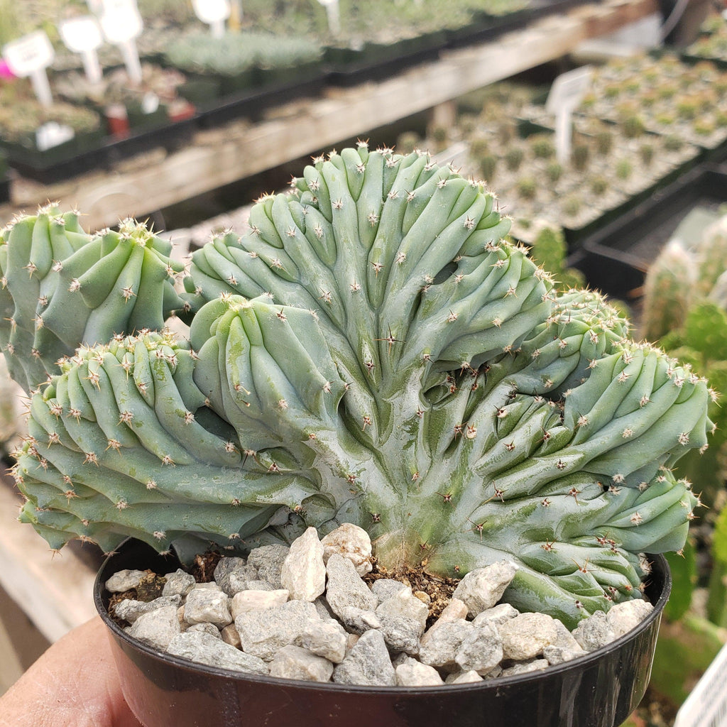 Myrtillocactus geometrizans Crested &