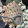 Opuntia Santa Rita pad cutting