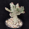 White Ghost Cactus - Euphorbia Lactea variegata