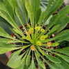 Euphorbia bupleurifolia