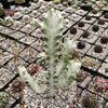 White Ghost Cactus - Euphorbia Lactea variegata