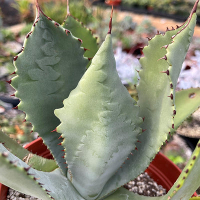 Agave colorata mescal ceniza