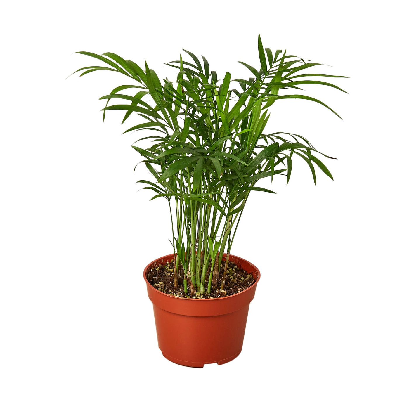 parlor palm soil Parlor Palm