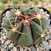 Ferocactus macrodiscus