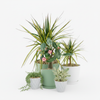Kiwi Dragon Tree – Dracaena ‘kiwi Cane’