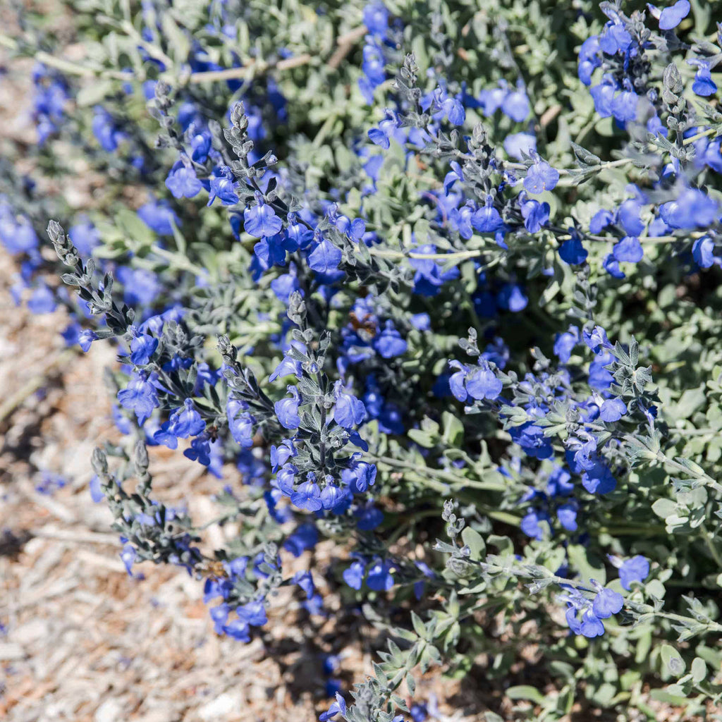 Germander sage ‘Salvia chamaedryoides’